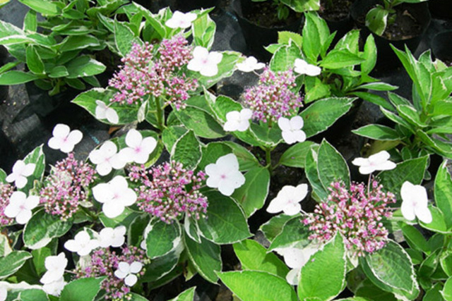银边八仙花