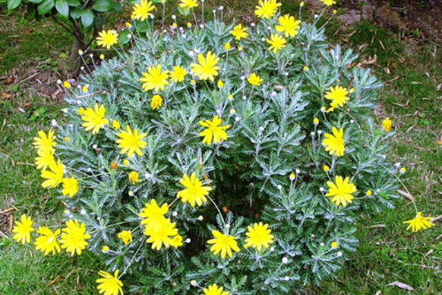 梳黄菊