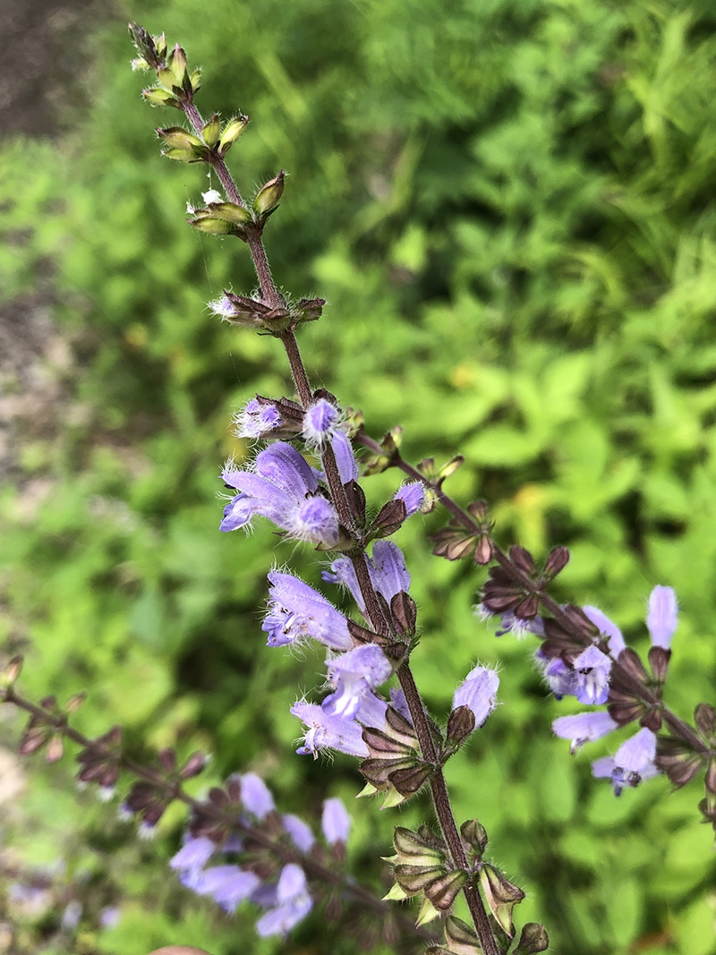 鼠尾草